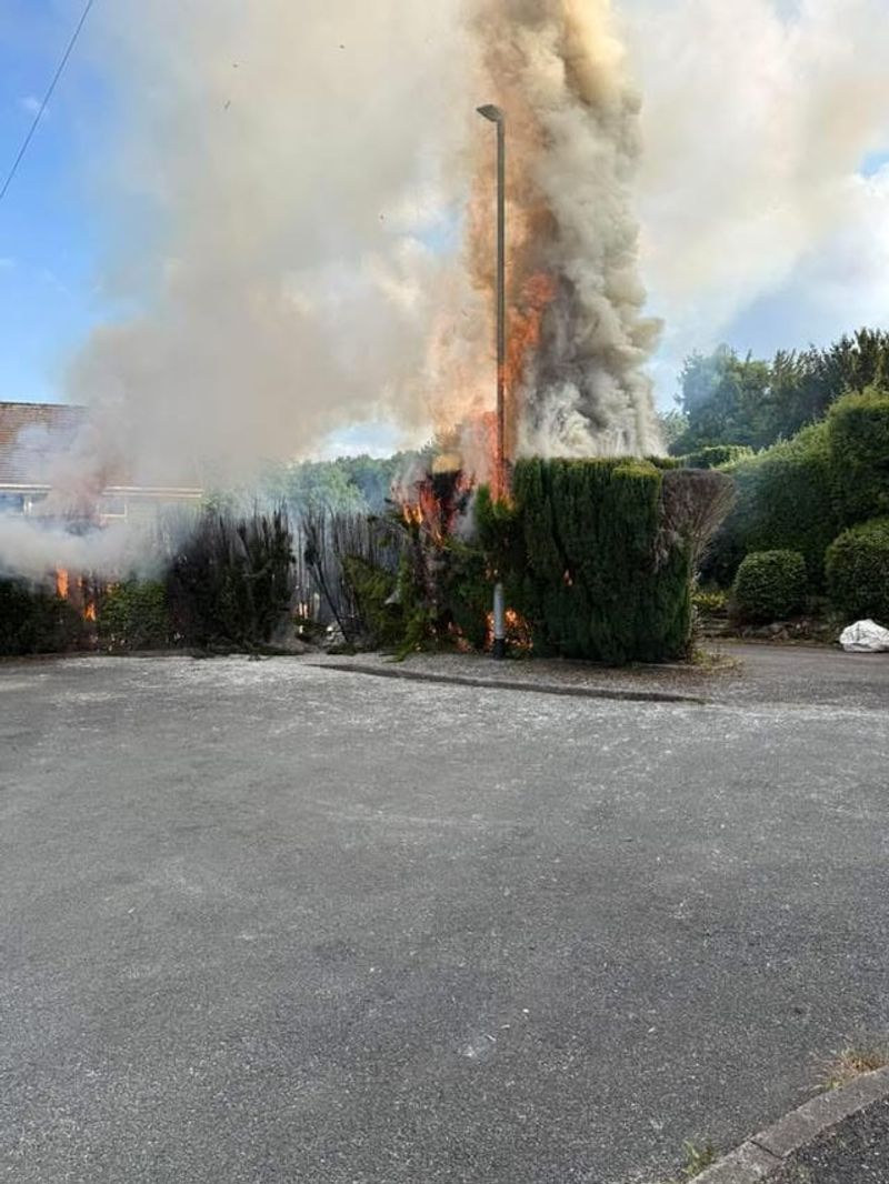 Overgrown Hedges Create A Fire Ladder