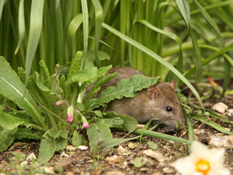Overgrown Plants Give Them Perfect Hiding Spots Overgrown Plants Give Them Perfect Hiding Spots