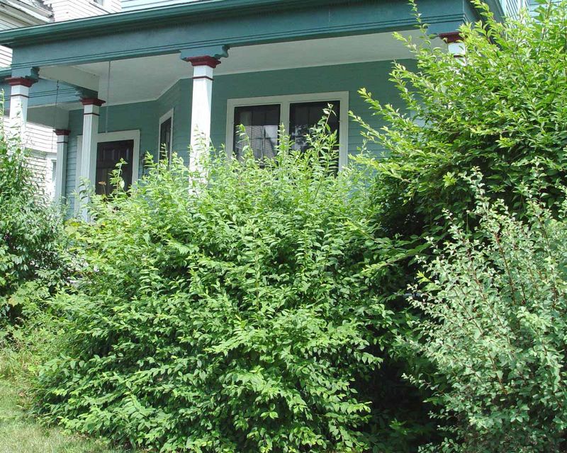 Overgrown Shrubs And Bushes Against The House