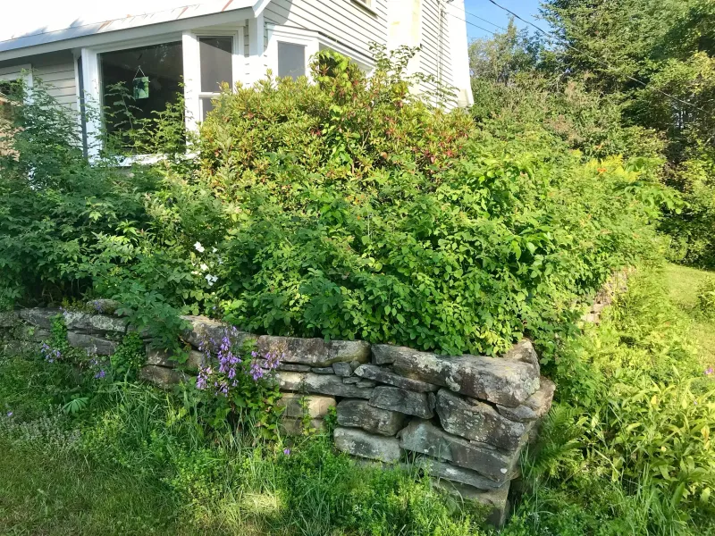 Overgrown Shrubs And Tall Grass