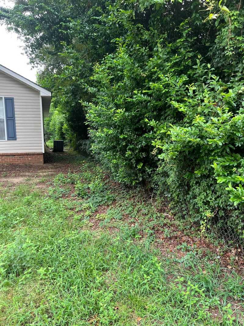 Overgrown Shrubs Create Safe Travel Routes