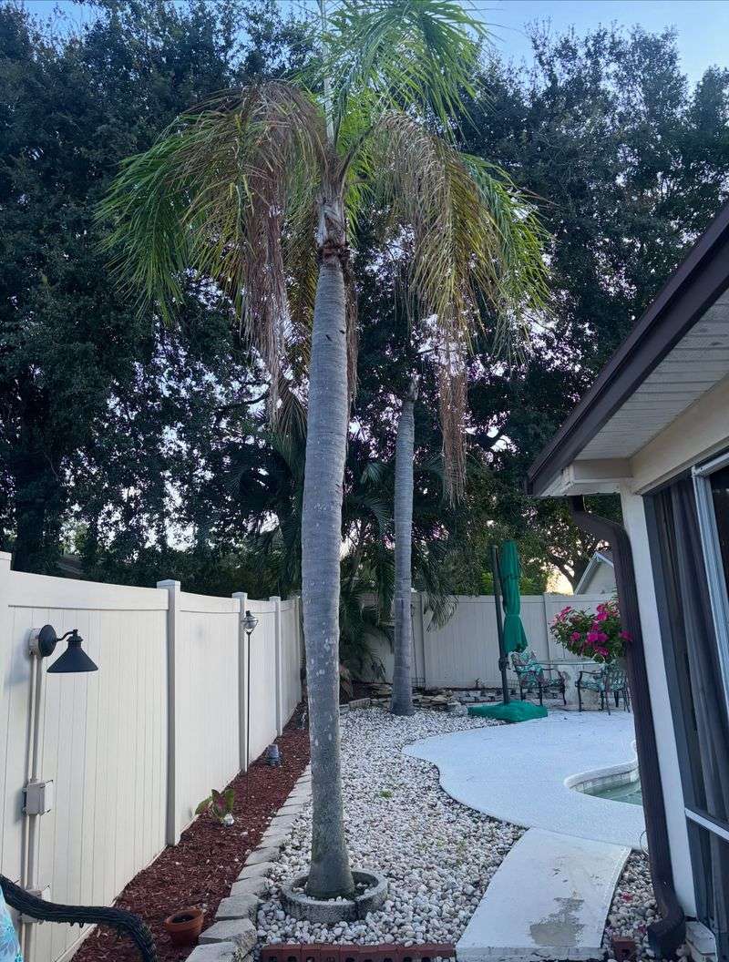 Overhanging Branches And Shaggy Palm Trees Overhanging Branches And Shaggy Palm Trees
