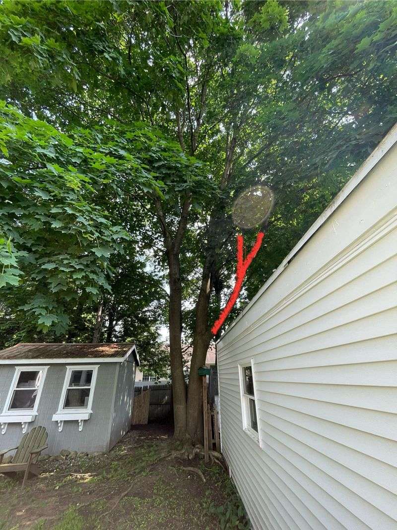 Overhanging Branches Do Not Automatically Give You Full Rights Overhanging Branches Do Not Automatically Give You Full Rights