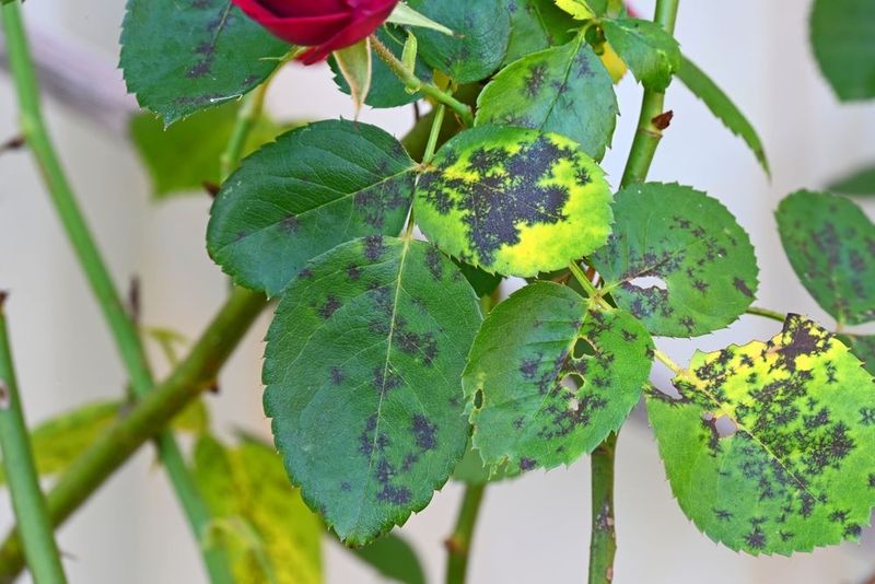 Overhead Spraying Increases Fungal Risk On Leaves Overhead Spraying Increases Fungal Risk On Leaves