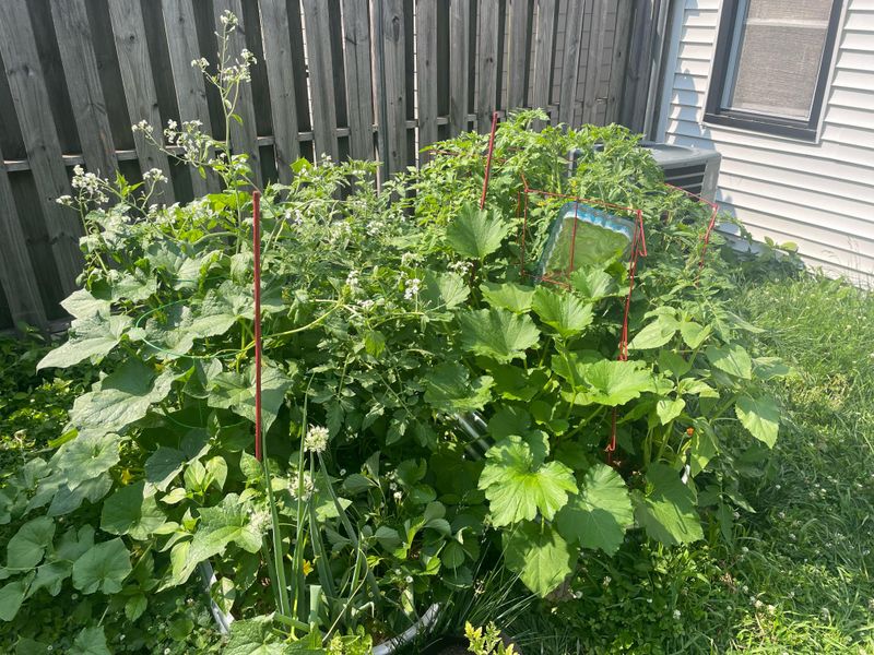 Overhead Watering And Crowded Beds, The Common Missteps Overhead Watering And Crowded Beds, The Common Missteps