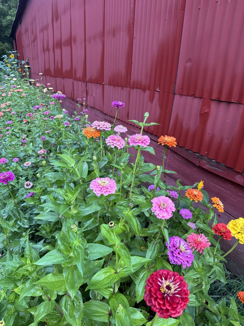 Overhead Watering Makes It Worse
