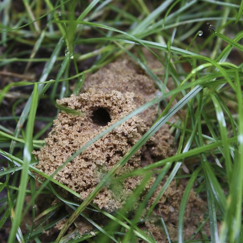 Overlooking Bare Soil And Empty Animal Burrows