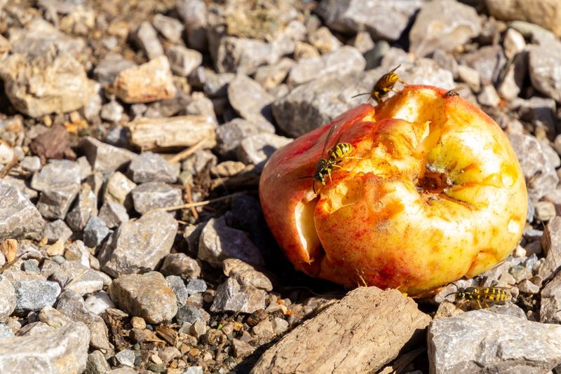 Overripe Fruit Becomes A Powerful Backyard Attractor
