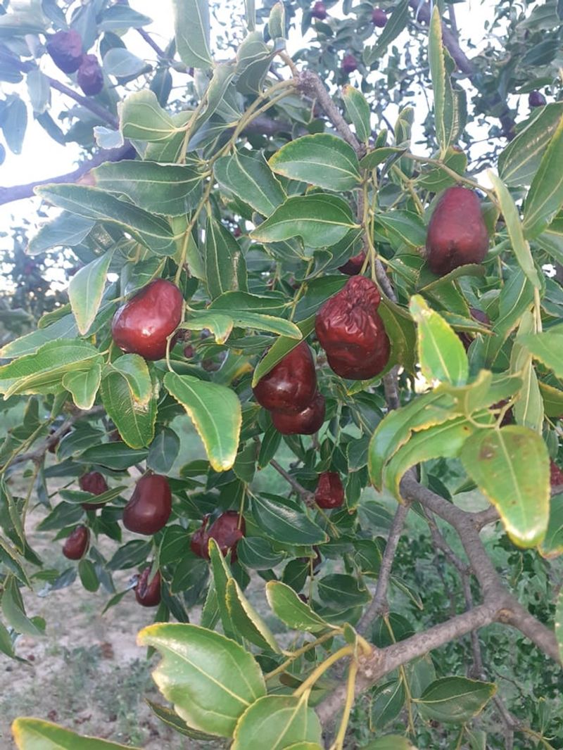 Overripe Fruit Can Dry Naturally On The Tree Overripe Fruit Can Dry Naturally On The Tree