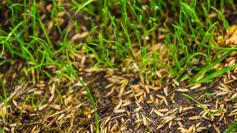 Overseed And Feed The Lawn Overseed And Feed The Lawn