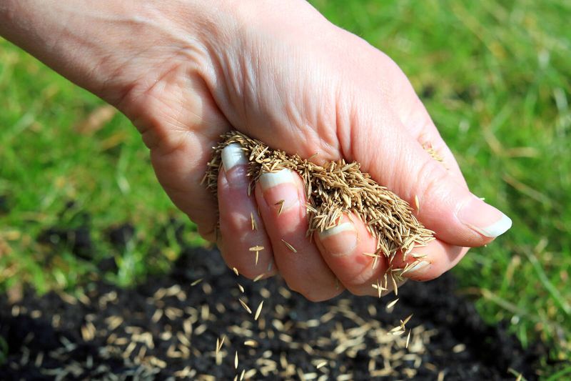Overseed And Feed Your Lawn For A Thick Spring Return