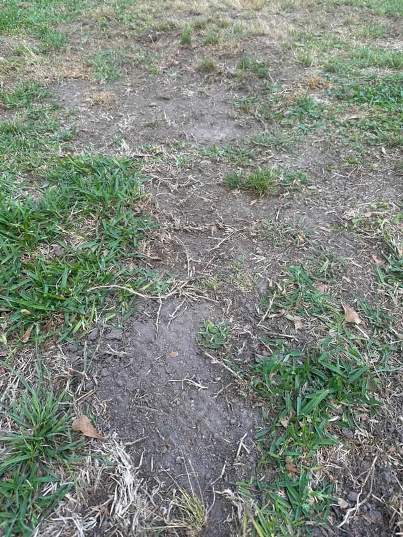 Overseed Bare Patches Once Bugs Are Gone