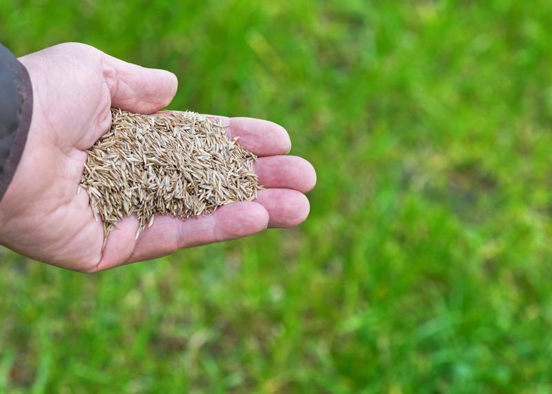 Overseeding For Thicker Coverage