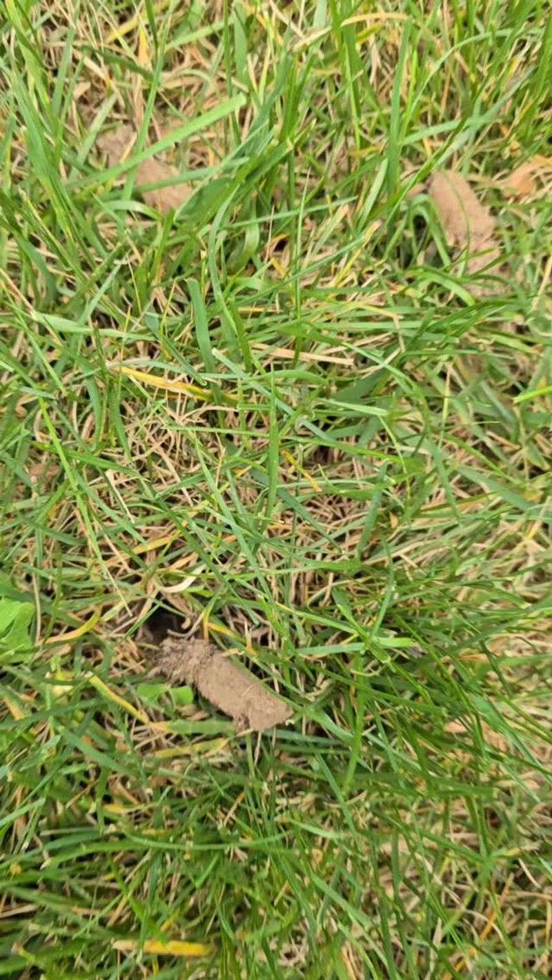 Overseeding Right After The Plugs Come Up Overseeding Right After The Plugs Come Up