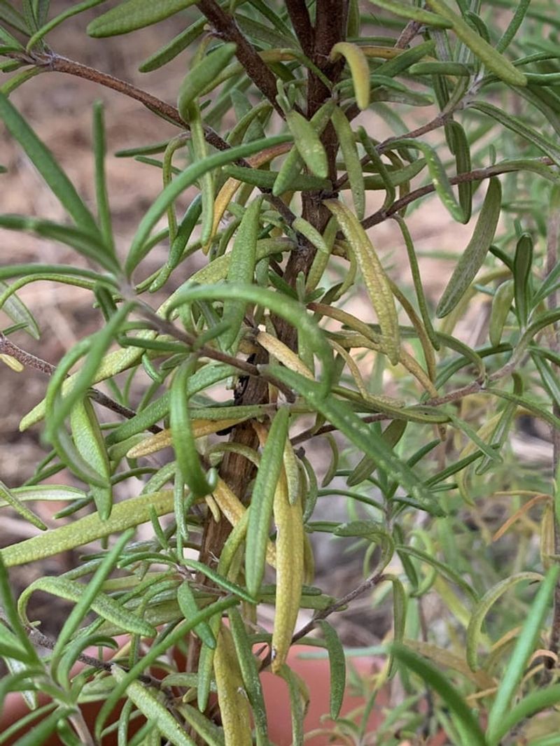 Overwatering Beforehand Compounds The Risk
