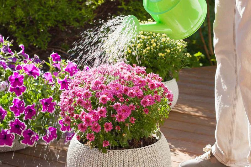 Overwatering Can Hurt Their Survival Overwatering Can Hurt Their Survival