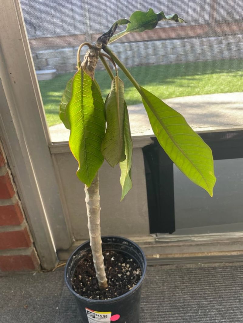 Overwatering Can Mimic The Same Droop