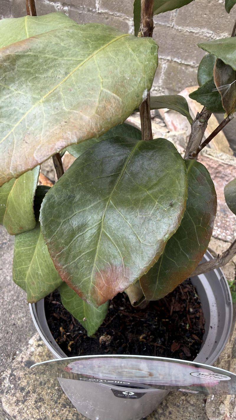 Overwatering Creates The Same Problem Overwatering Creates The Same Problem