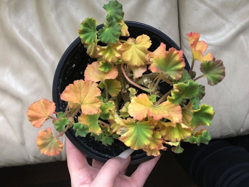 Overwatering Is A Common Culprit Overwatering Is A Common Culprit