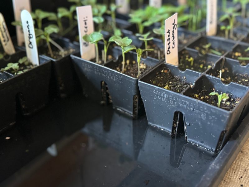 Overwatering Is A Major Risk Factor Overwatering Is A Major Risk Factor