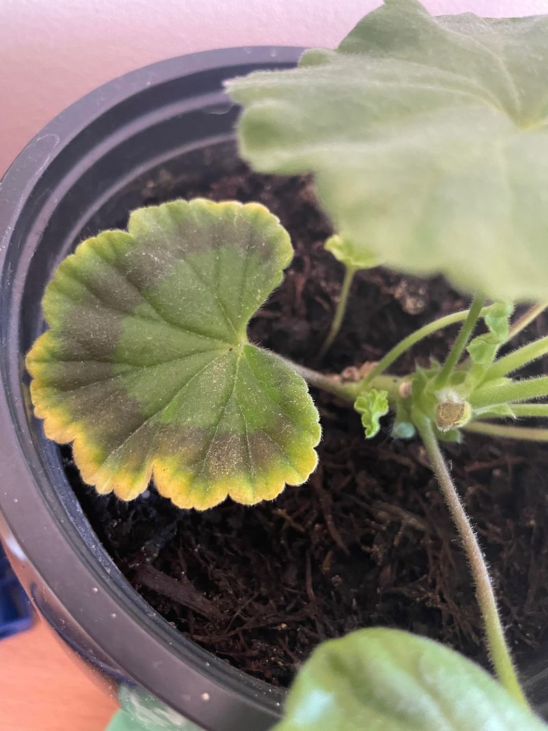 Overwatering Is The Usual Culprit Overwatering Is The Usual Culprit
