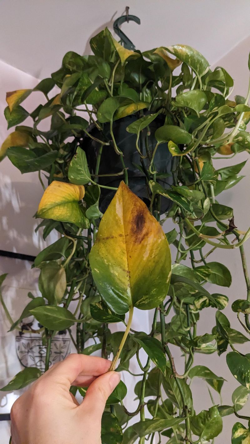 Overwatering Risk Rises As Growth Slows