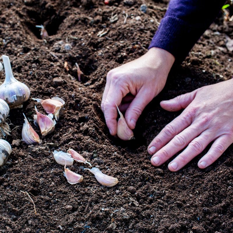 Overwintering Garlic Overwintering Garlic
