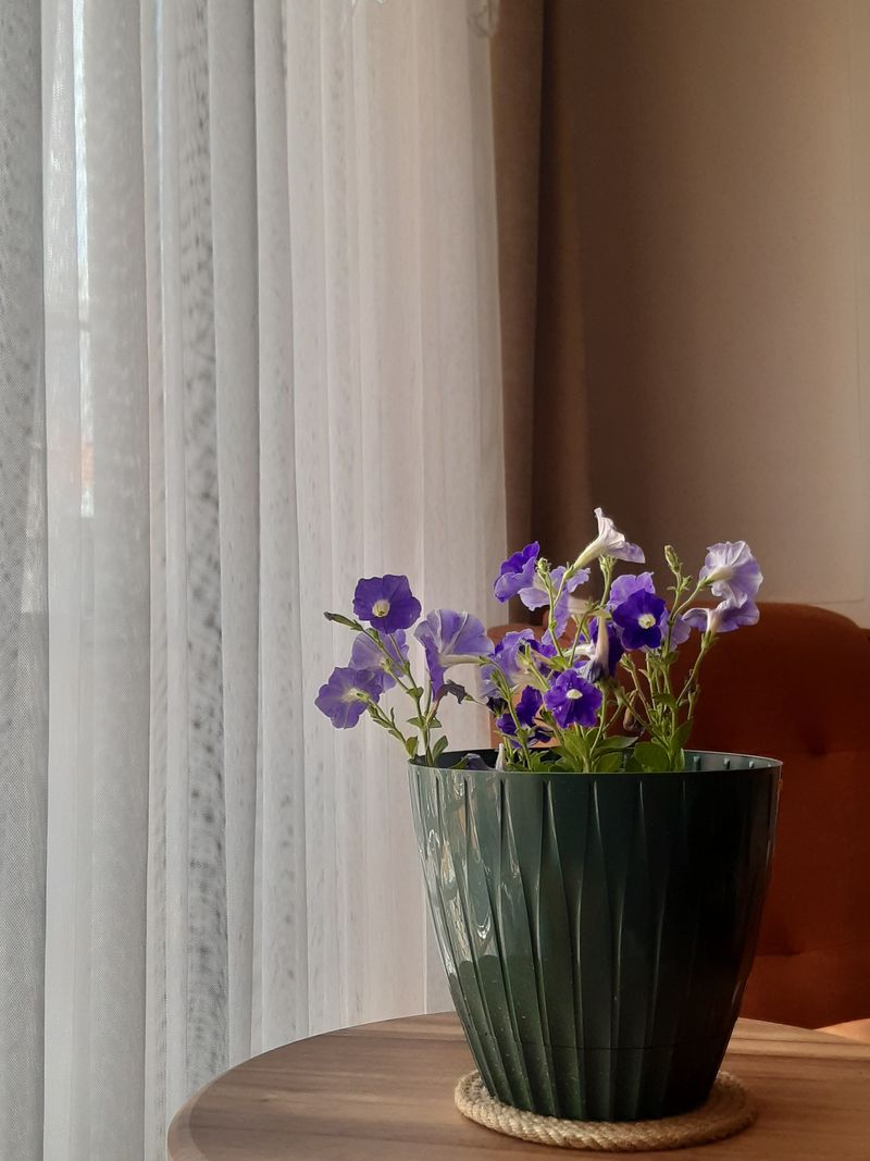 Overwintering Indoors Gives You A Head Start Overwintering Indoors Gives You A Head Start