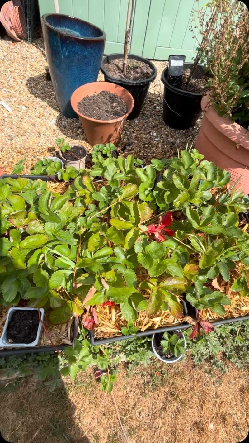 Overwintering Spots That Stay Just Above Freezing Overwintering Spots That Stay Just Above Freezing