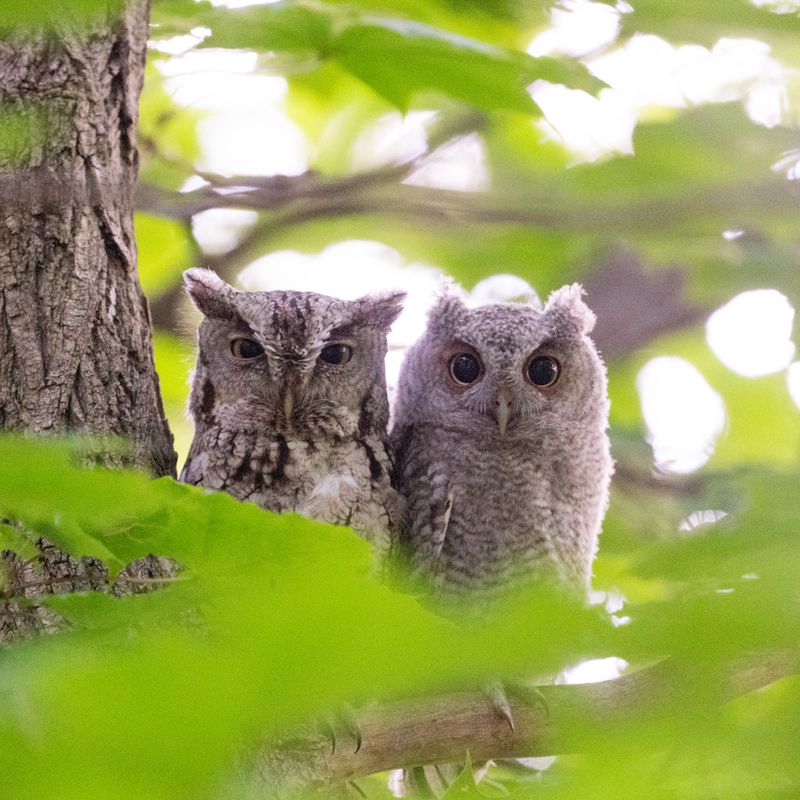 Owl Families Are Splitting Up For The Season