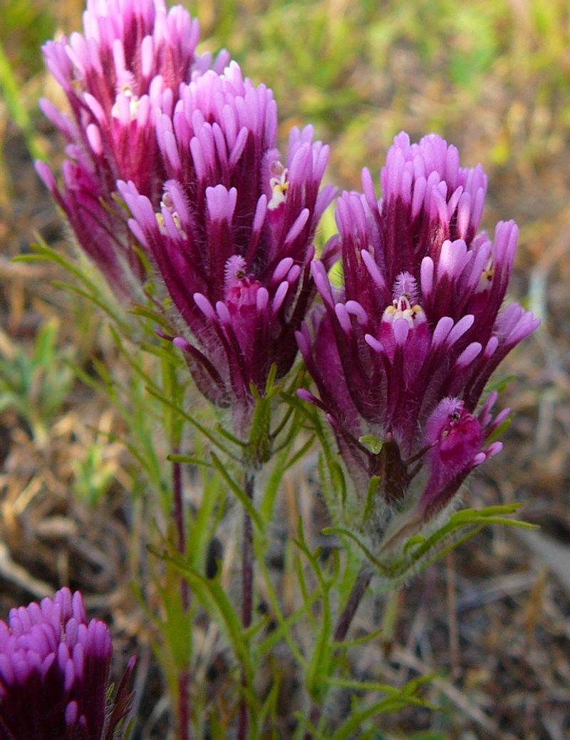 Owl's Clover