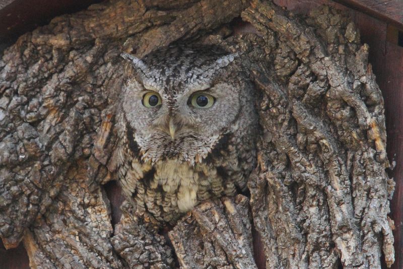 Owls Help, But They Won't Replace Other Rodent Control Owls Help, But They Won't Replace Other Rodent Control