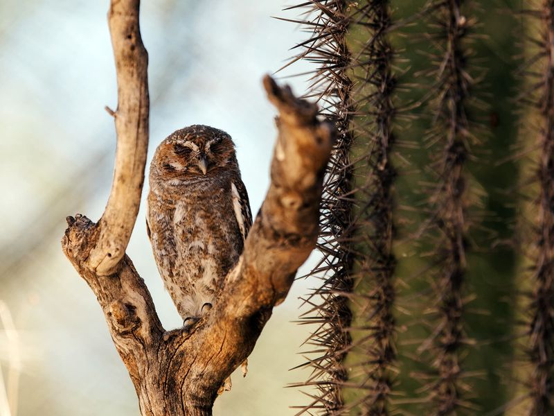 Owls May Help Arizona Yards, but They Do Not Replace Pest Control