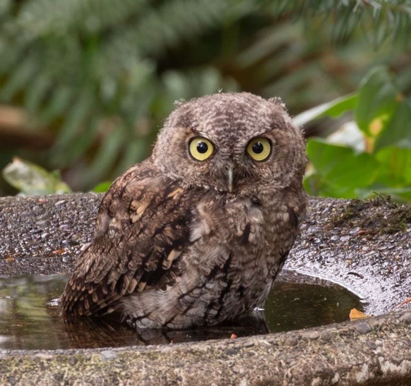 Owls Repay You With Rodent Control Owls Repay You With Rodent Control