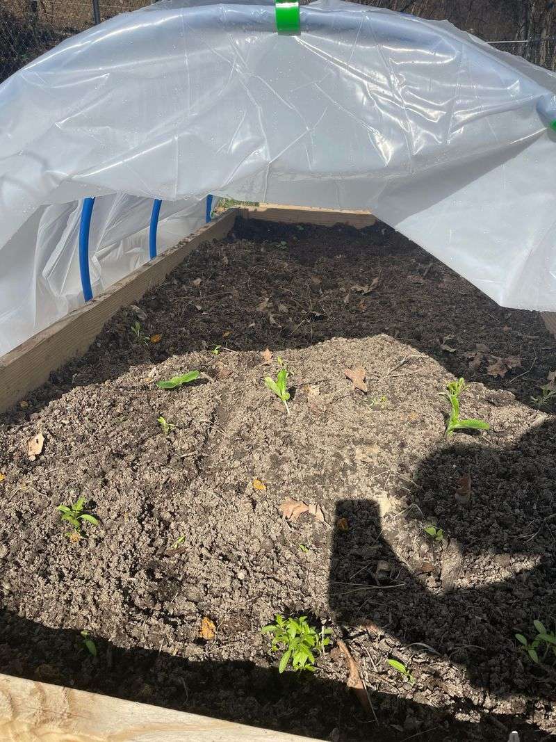 PVC Hoop Tunnels For Long Garden Rows