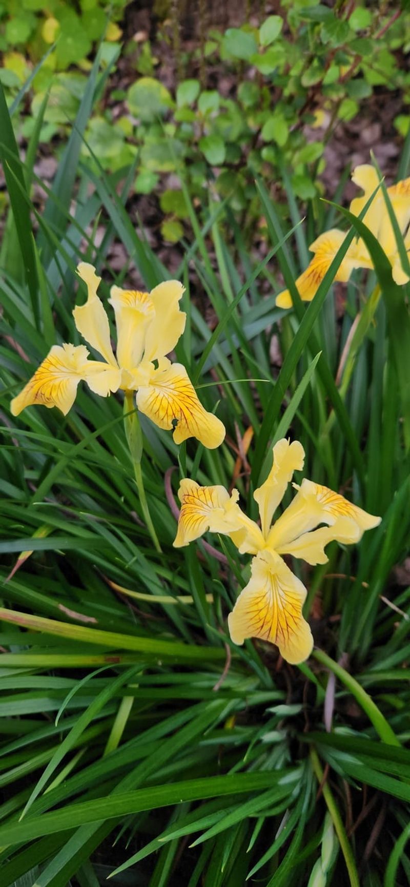 Pacific Coast Iris Adds Spring Color Pacific Coast Iris Adds Spring Color