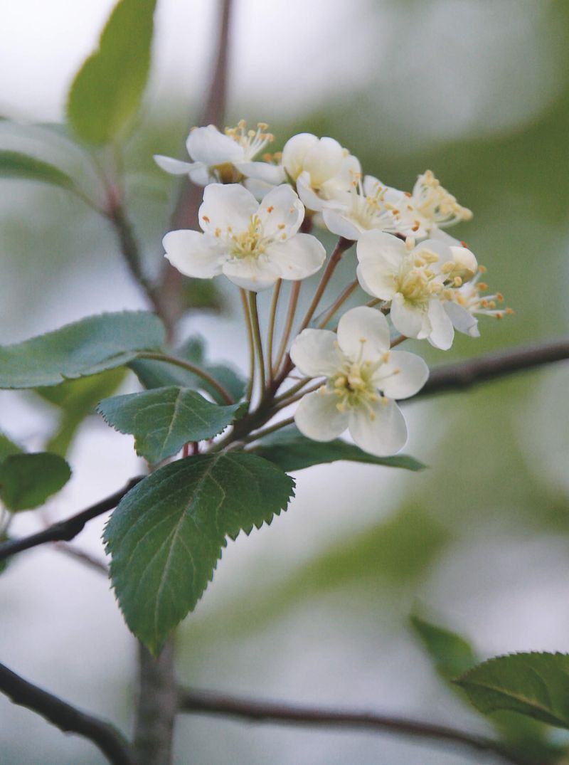 Pacific Crabapple Pacific Crabapple