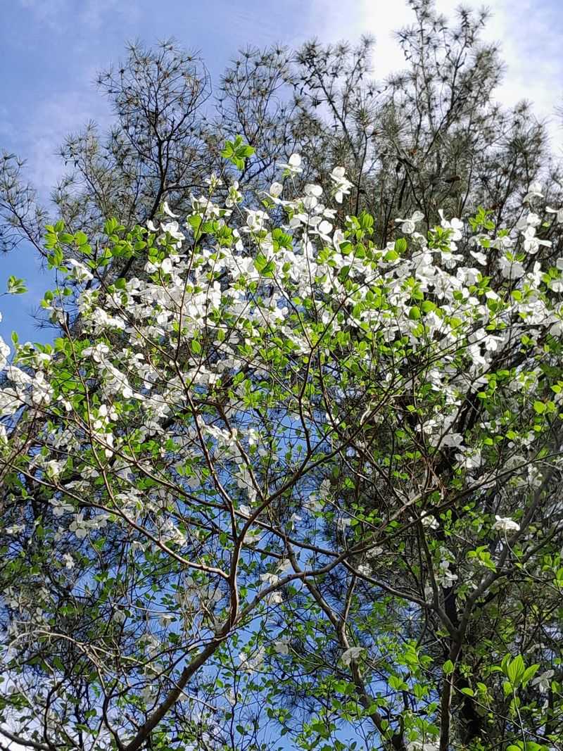 Pacific Dogwood