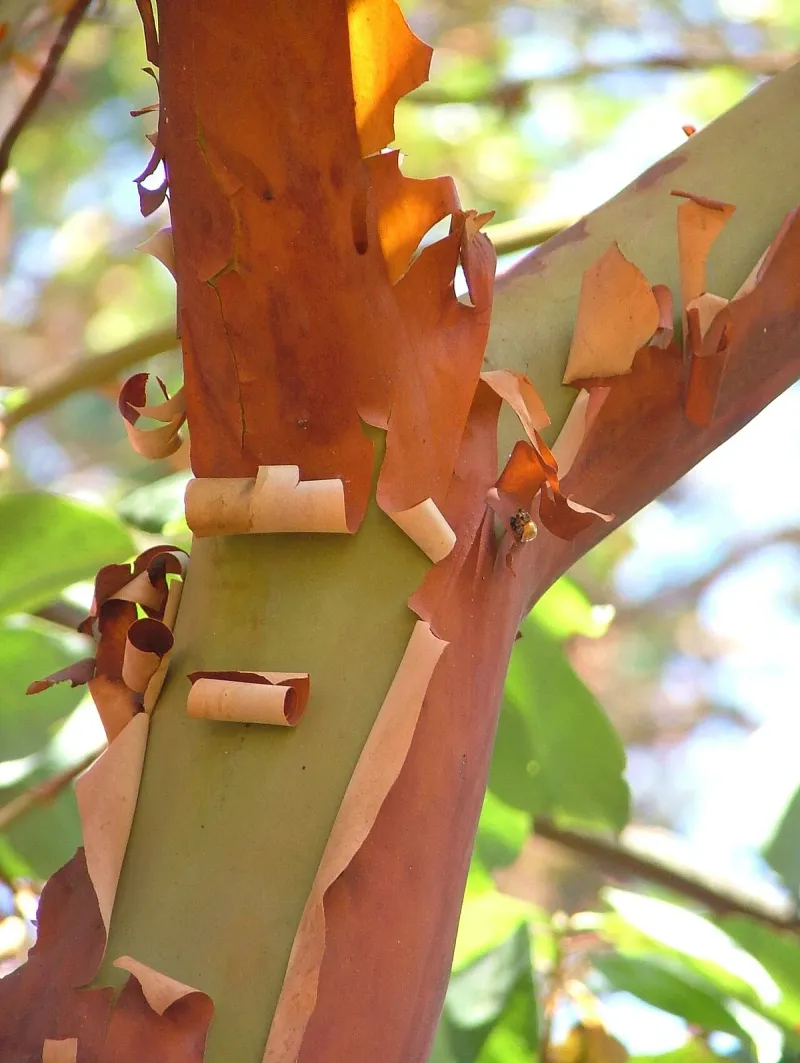 Pacific Madrone Pacific Madrone