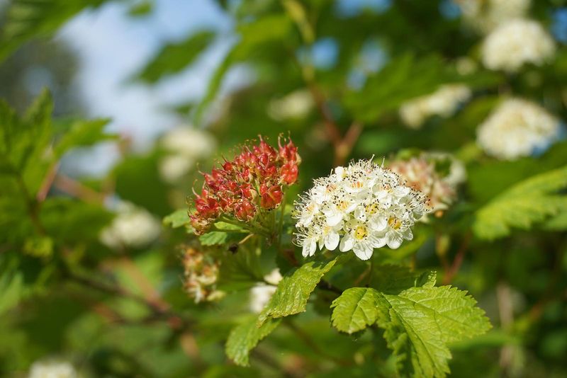 Pacific Ninebark, An Oregon Downspout Favorite Pacific Ninebark, An Oregon Downspout Favorite