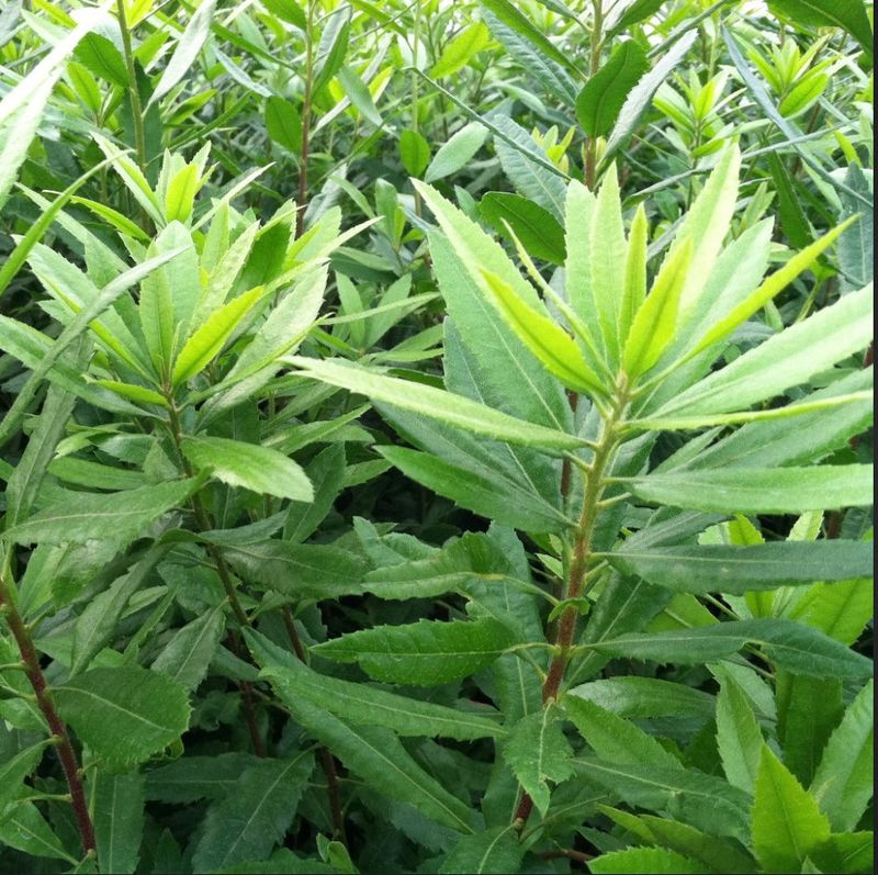 Pacific Wax Myrtle (Myrica californica)