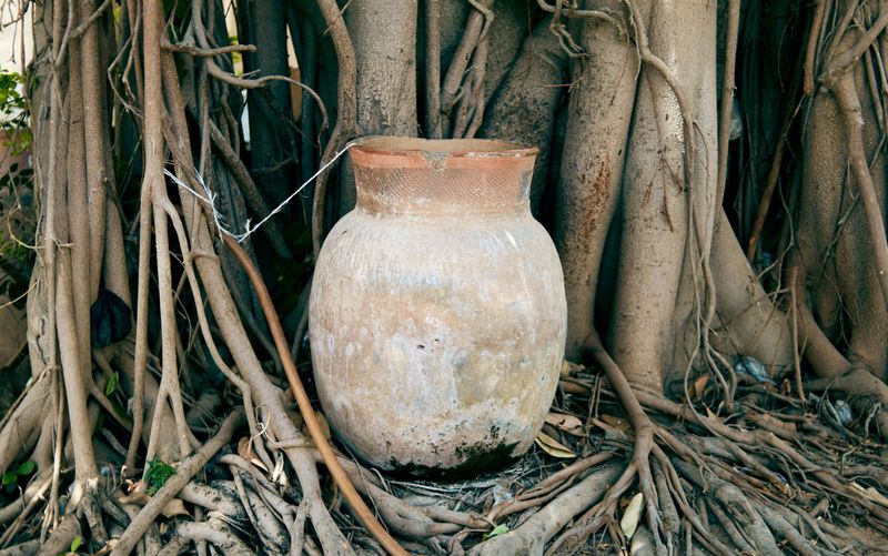 Pack Them Around Pots To Shield Roots