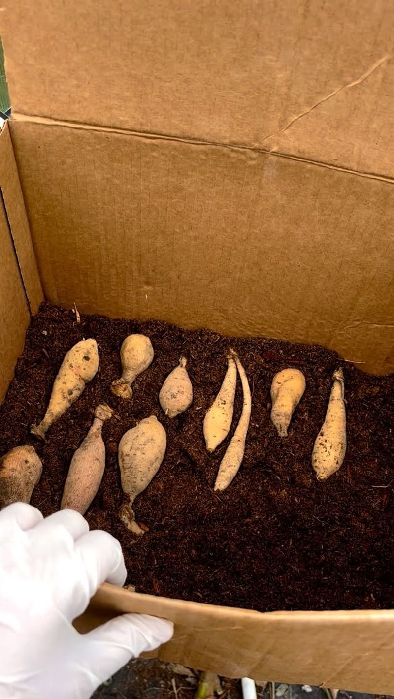 Packing Material That Keeps Tubers From Drying Out
