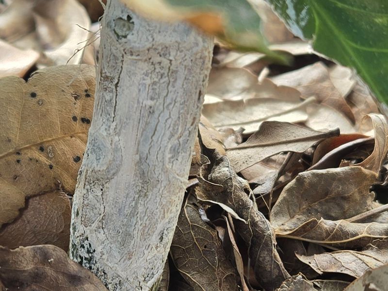 Paint Exposed Bark With Diluted White Latex For Sunburn