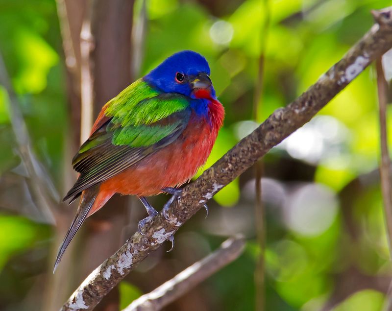 Painted Buntings Begin Moving South As Fall Approaches