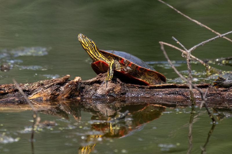 Painted Turtle Hatchlings That Wait Out Winter Underground Painted Turtle Hatchlings That Wait Out Winter Underground