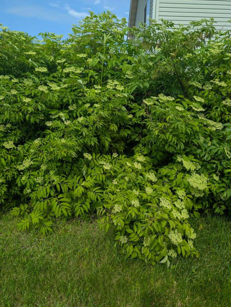 Pair Elderberry With Other Michigan Natives Pair Elderberry With Other Michigan Natives