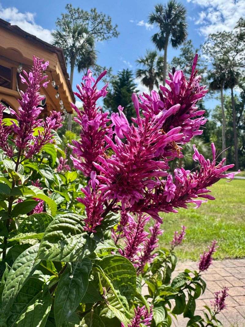 Pair Firespike With Other Shade Plants For A Longer Seasonal Display