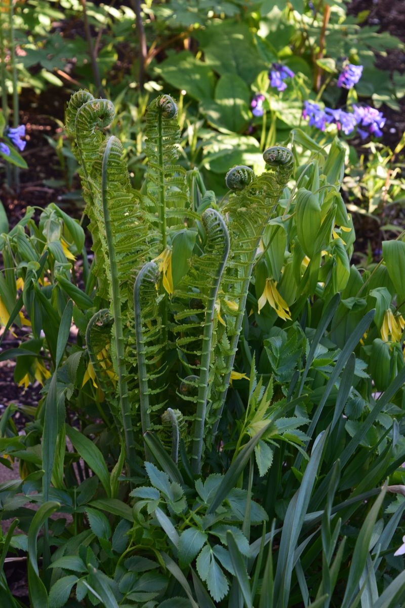 Pair It With Ferns And Other Ohio Natives