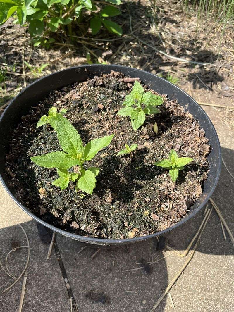 Pair It With Other Native Nectar Plants